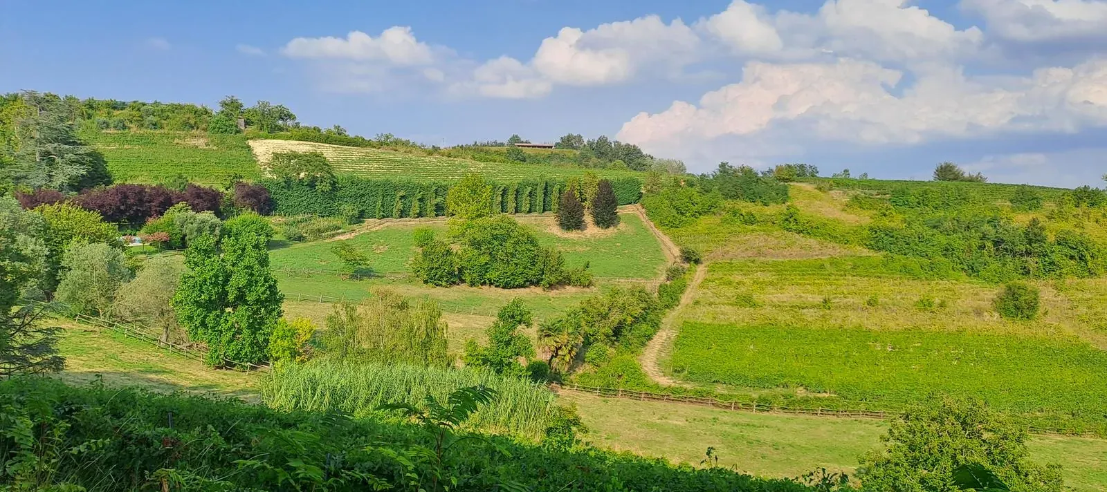 Le colline e i vigneti del Monferrato intorno a Casa del Miglio