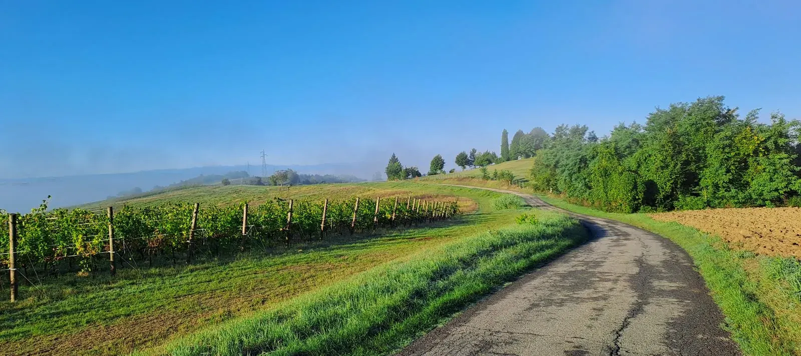 Una strada di campagna tra i filari nel primo mattino