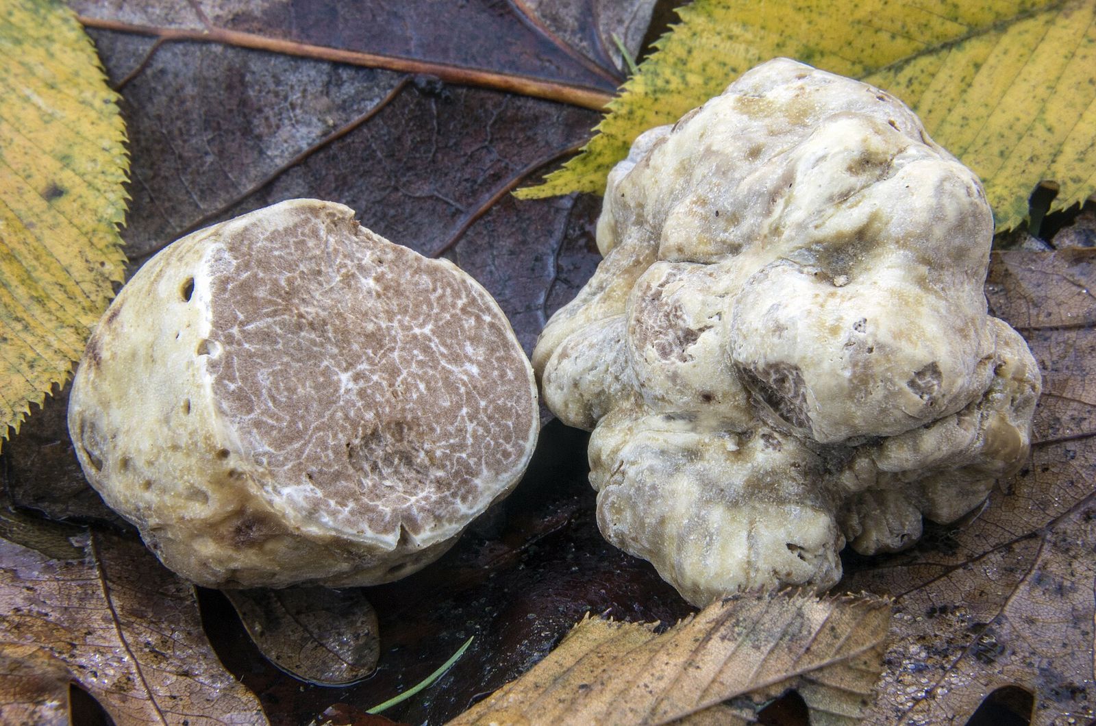 Due tartufi bianchi su foglie d'autunno, uno tagliato a metà con la polpa nocciola venata di bianco