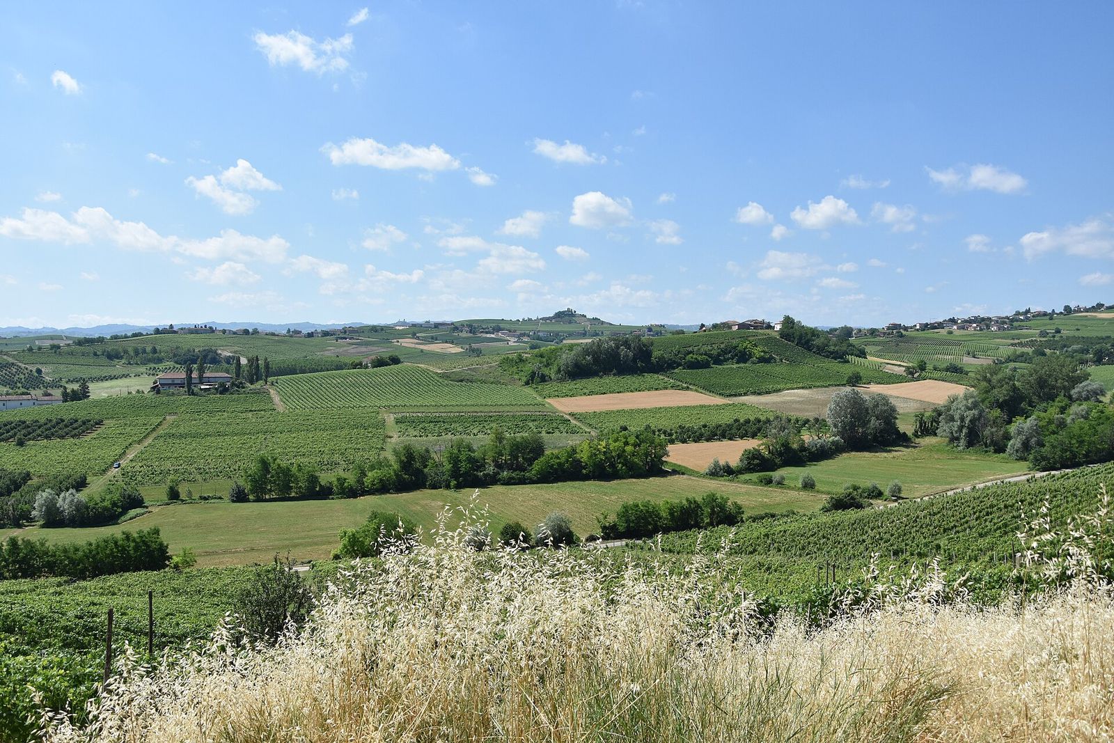 Colline coperte di vigneti e campi a Montegrosso d'Asti in una giornata di sole, con erba secca in primo piano