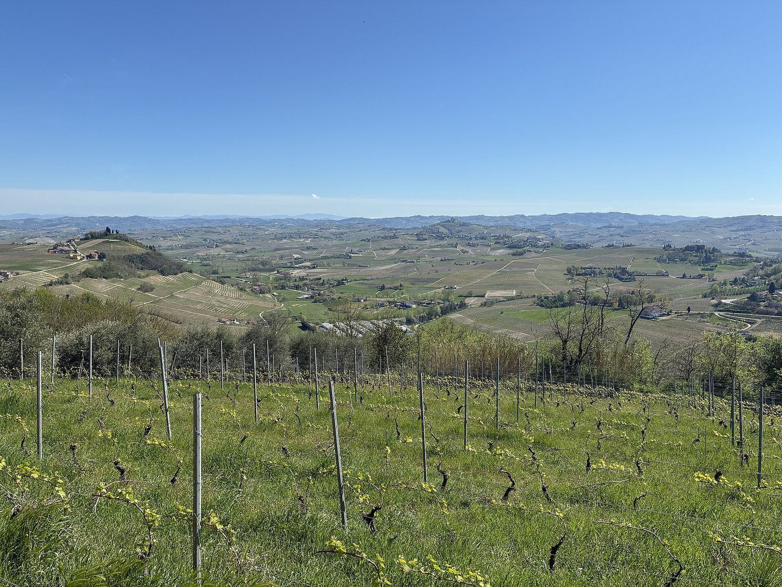Vigneto con le prime foglie sui ceppi e l'erba alta, con un ampio panorama di colline coltivate sotto un cielo sereno